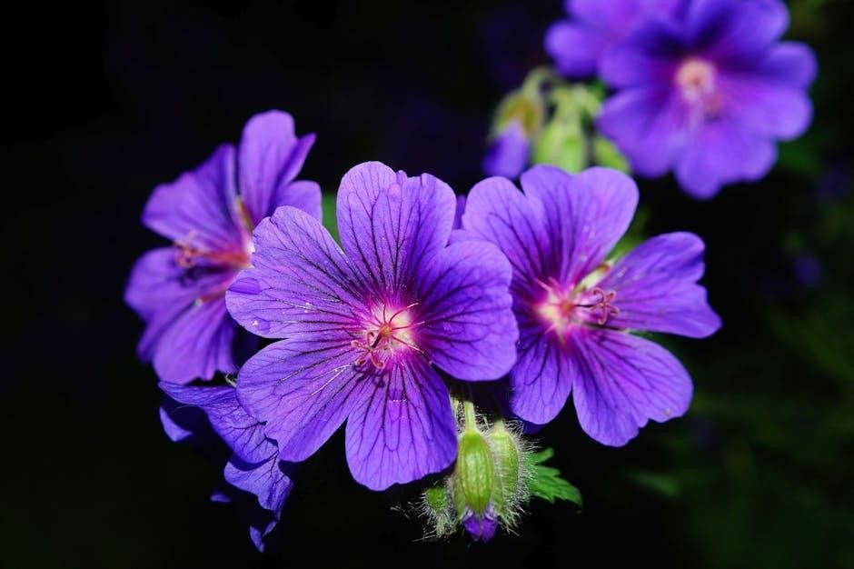 purple leaf umbrella instructions pdf