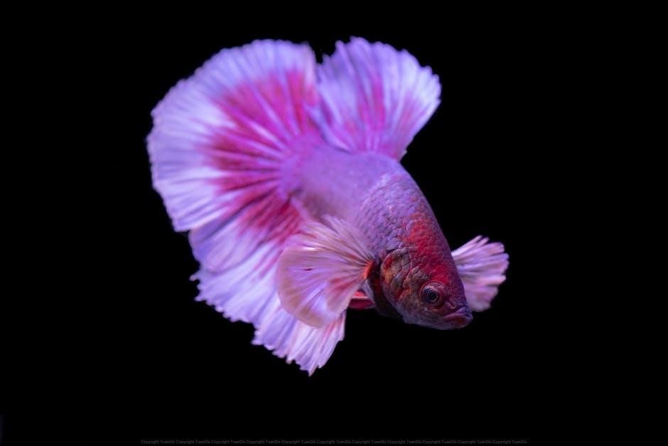 betta fish care guide pdf